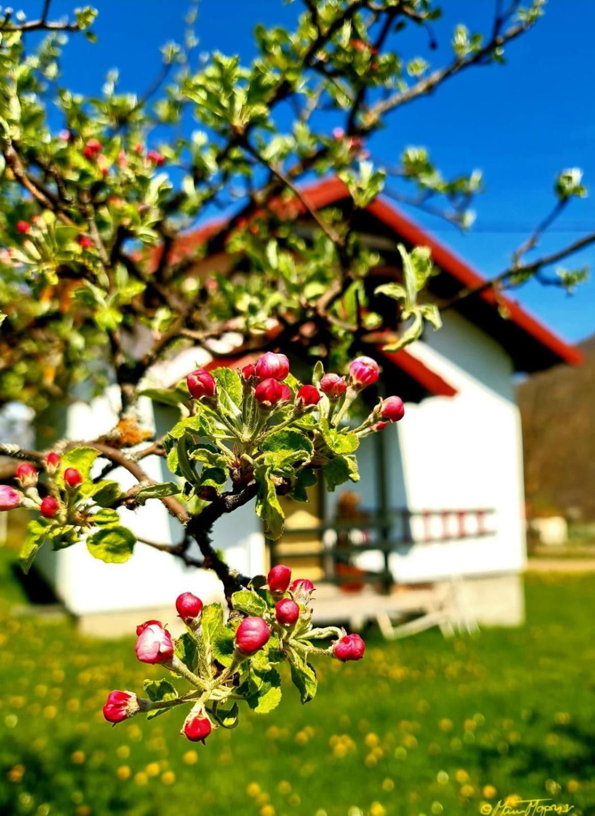 Kosta's Romantic House Plav